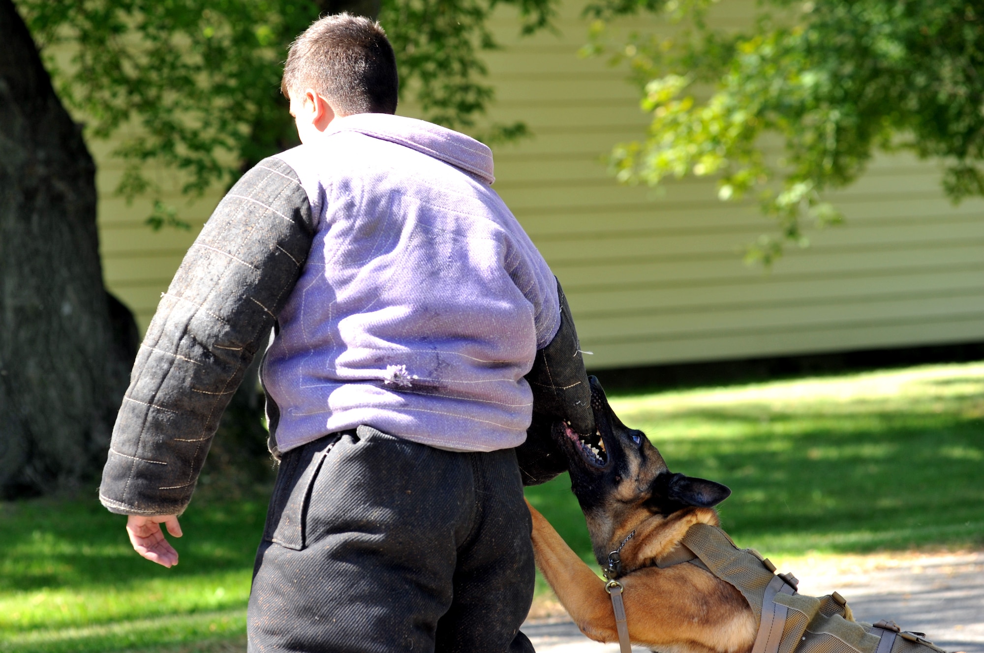 Zumba, a military working dog from the 319th Security Forces Squadron, attacks Staff Sgt. Richard Lynn, who portrayed an aggressive suspect during a MWD demonstration Aug. 8, 2015, at the Emerado Corn Feed in Emerado, N.D. The demonstration was an opportunity for Emerado community members to get a firsthand look at MWDs and handlers and ask questions. (U.S. Air Force photo/Staff Sgt. Susan L. Davis)