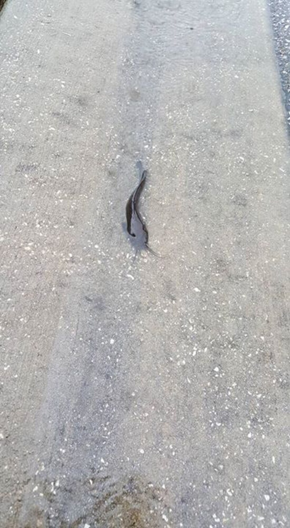 A walking catfish explores the streets of MacDill Air Force Base, Fla., Aug. 3, 2015. Staff Sgt. Christopher Salazar, 6th Security Forces Squadron installation patrolman, spotted the fish during minor flooding that was caused by a recent rainstorm. (Courtesy photo)