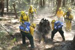 Soldiers from Task Force Alpha, California Army National Guard, work around a burnt tree stump to extinguish a fire Aug. 9, 2015, near the mountains of Wildcat Butte, Humboldt County, California, during the Humboldt Lightning Fire. In less than two weeks, the Humboldt Lightning Fire scorched 4,700 acres. 