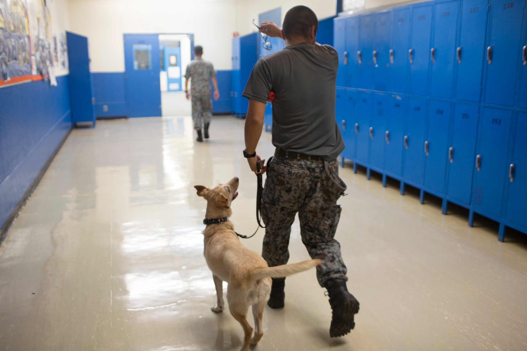 Japan Air Self-Defense Force Staff Sgt. Yoshihiro Masuda, Security Guard Squadron, JASDF Iruma Air Base, with Trevi, JASDF security dog, completes searching for unknown objects in a hallway during a joint K-9 training session at Yokota Air Base, Japan, Aug. 6, 2015. The Military Working Dog section from the 374th SFS provided various training sessions to JSDF members. (U.S. Air Force photo by Osakabe Yasuo/Released) 