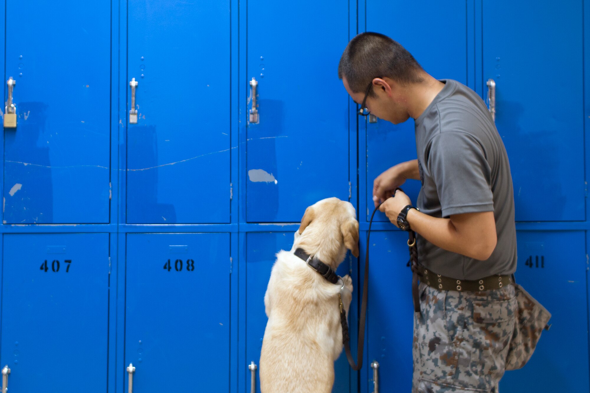 Japan Air Self-Defense Force Staff Sgt. Yoshihiro Masuda, Security Guard Squadron, JASDF Iruma Air Base, with Trevi, JASDF security dog, searches for unknown objects during a joint K-9 training session at Yokota Air Base, Japan, Aug. 6, 2015. The Military Working Dog section from the 374th SFS provided various training sessions to JSDF members. (U.S. Air Force photo by Osakabe Yasuo/Released)