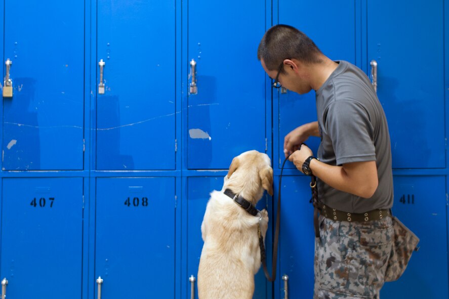 Japan Air Self-Defense Force Staff Sgt. Yoshihiro Masuda, Security Guard Squadron, JASDF Iruma Air Base, with Trevi, JASDF security dog, searches for unknown objects during a joint K-9 training session at Yokota Air Base, Japan, Aug. 6, 2015. The Military Working Dog section from the 374th SFS provided various training sessions to JSDF members. (U.S. Air Force photo by Osakabe Yasuo/Released)