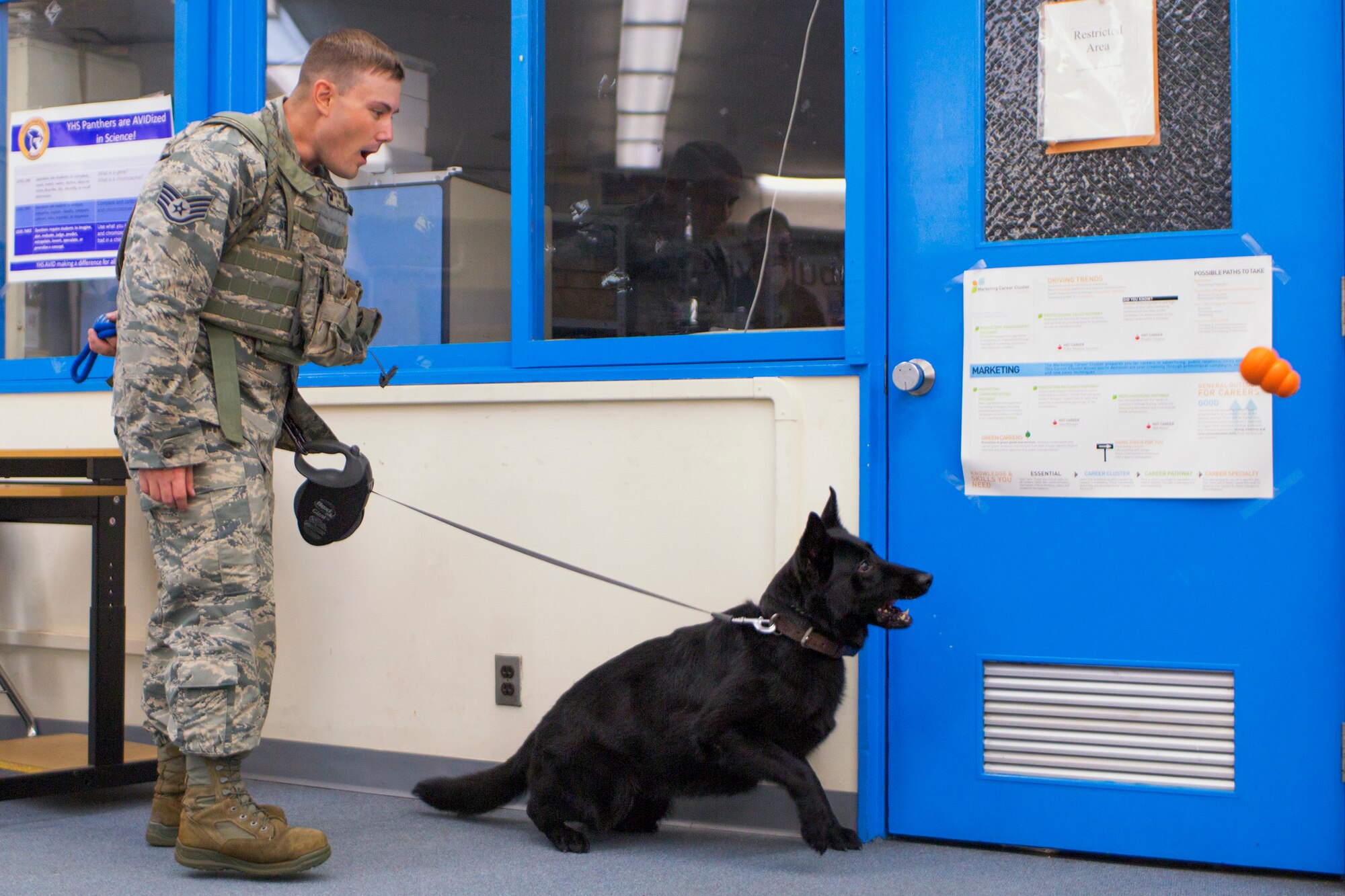 Staff Sgt. Edward Stewart, 374th Security Forces Squadron military working dog handler, asks Stella, 374th SFS military working dog, to get a toy after finding an unknown object at Yokota Air Base, Japan, Aug. 6, 2015. Yokota’s MWD section is trained in environments mirroring every predictable real-world scenario. (U.S. Air Force photo by Osakabe Yasuo/Released) 