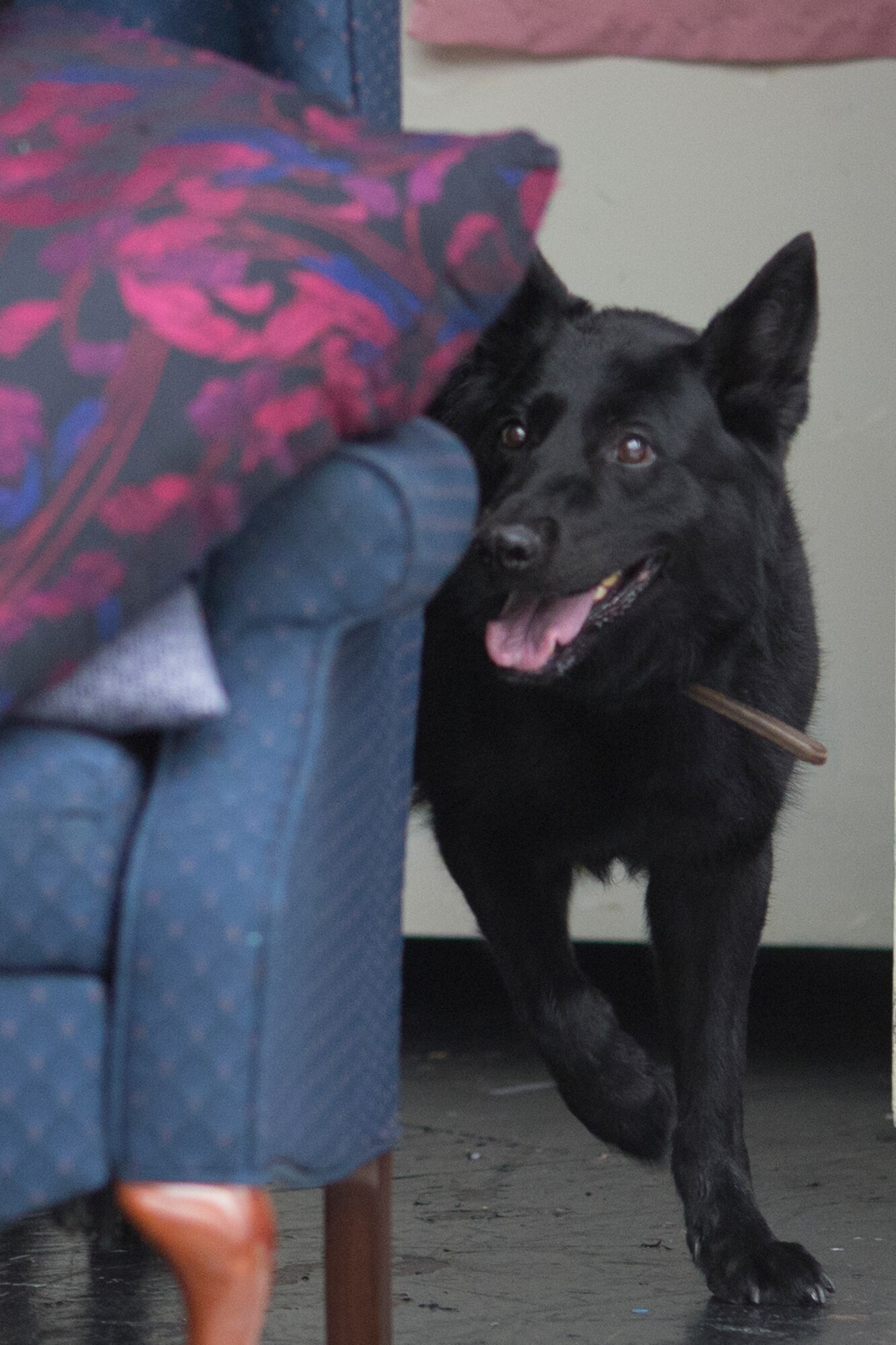 Stella, 374th Security Forces Squadron military working dog, finds a simulated unknown object under a couch during a training session at Yokota Air Base, Japan, Aug. 6, 2015. Yokota’s MWD section is trained in environments mirroring every predictable real-world scenario. (U.S. Air Force photo by Osakabe Yasuo/Released) 