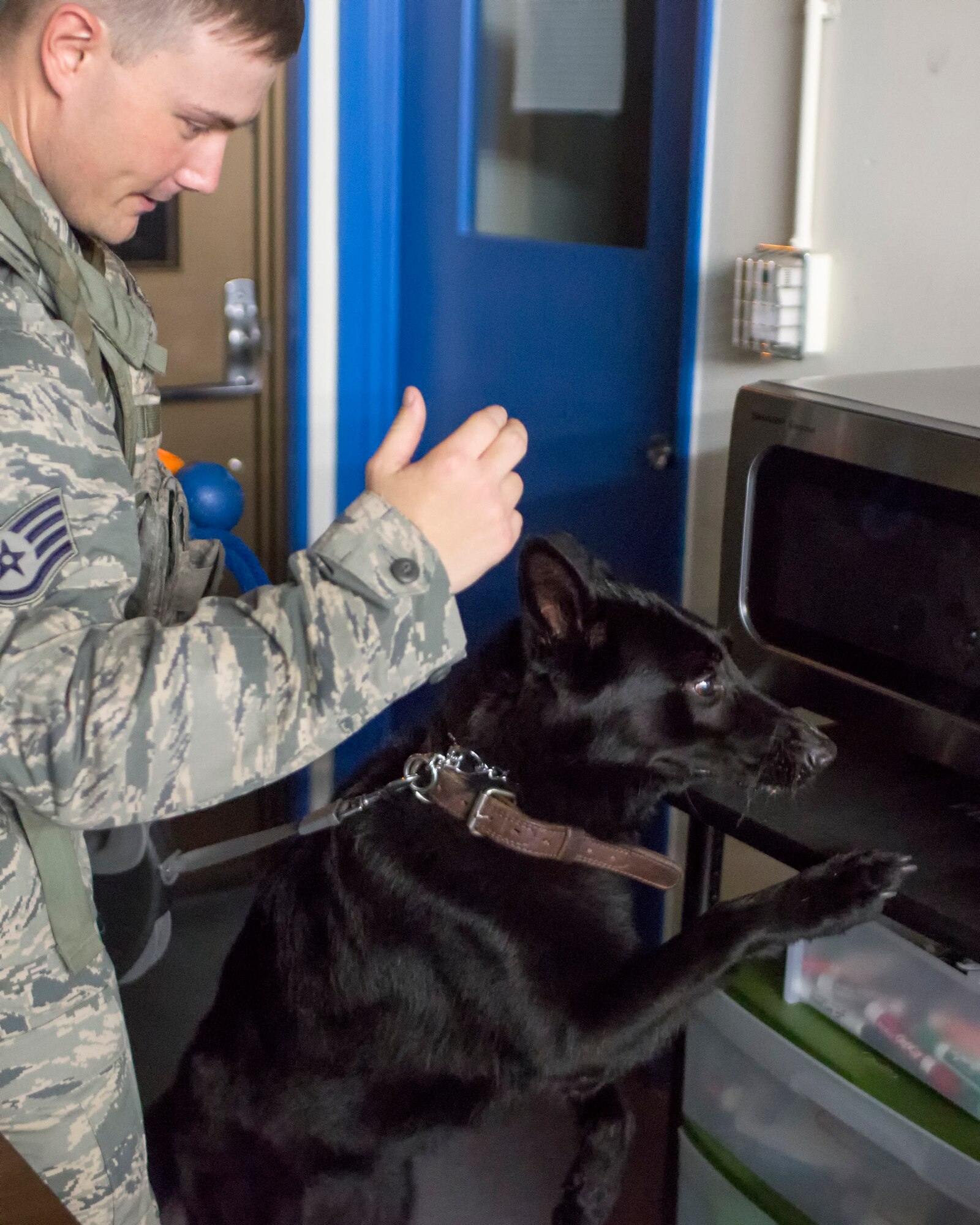 Staff Sgt. Edward Stewart, 374th Security Forces Squadron military working dog handler, with Stella, 374th SFS military working dog, search for simulated unknown objects on a building at Yokota Air Base, Japan, Aug. 6, 2015. Yokota’s MWD section is trained in environments mirroring every predictable real-world scenario. (U.S. Air Force photo by Osakabe Yasuo/Released) 