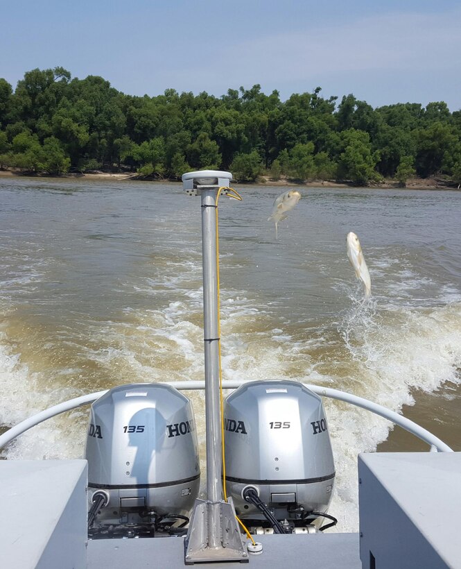 Corps employees are trailed by Asian carp while surveying the mouth of the Wabash River on the Ohio River.