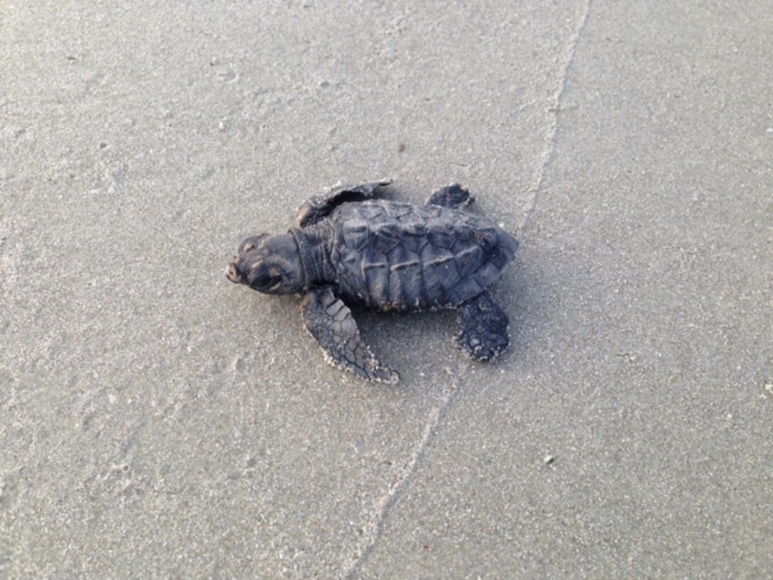 A Kemp’s ridley hatchling makes its way to the shoreline of one of the Cape Canaveral Air Force Station’s beaches, July 11, 2015. The Kemp’s ridley is the rarest and most endangered sea turtle in the world. It was discovered nesting on the beaches of Cape Canaveral Air Force Station, Fla., for the first time, recorded May 14, 2015, and then again May 28, 2015. (Courtesy photo/Released) 
