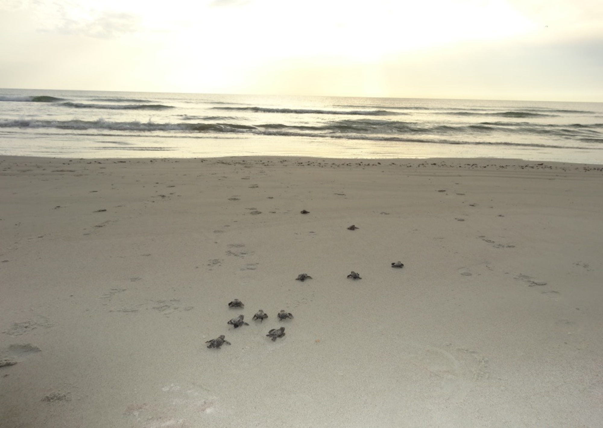 Kemp’s ridley hatchlings make their way to the Atlantic Ocean off of Cape Canaveral Air Force Station, Fla., July 11, 2015. The Kemp’s ridley is the rarest and most endangered sea turtle in the world. It was discovered nesting on the beaches of the Cape for the first time recorded May 14, 2015, and then again May 28, 2015. (Courtesy photo/Released) 