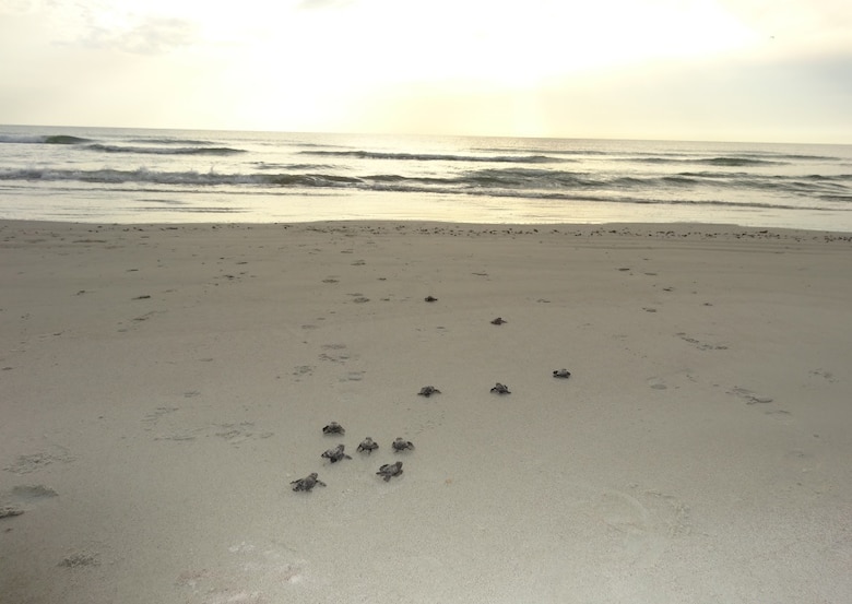 Kemp’s ridley hatchlings make their way to the Atlantic Ocean off of Cape Canaveral Air Force Station, Fla., July 11, 2015. The Kemp’s ridley is the rarest and most endangered sea turtle in the world. It was discovered nesting on the beaches of the Cape for the first time recorded May 14, 2015, and then again May 28, 2015. (Courtesy photo/Released) 