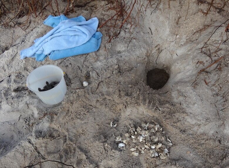 A Kemp’s ridley nest after being excavated by the 45th Space Wing Civil Engineer biological scientists, Angy Chambers and Martha Carrol at Cape Canaveral Air Force Station, Fla., July 11, 2015. The Kemp’s ridley is the rarest and most endangered sea turtle in the world. It was discovered nesting on the beaches of the Cape for the first time recorded May 14, 2015, and then again May 28, 2015. (Courtesy photo/Released) 