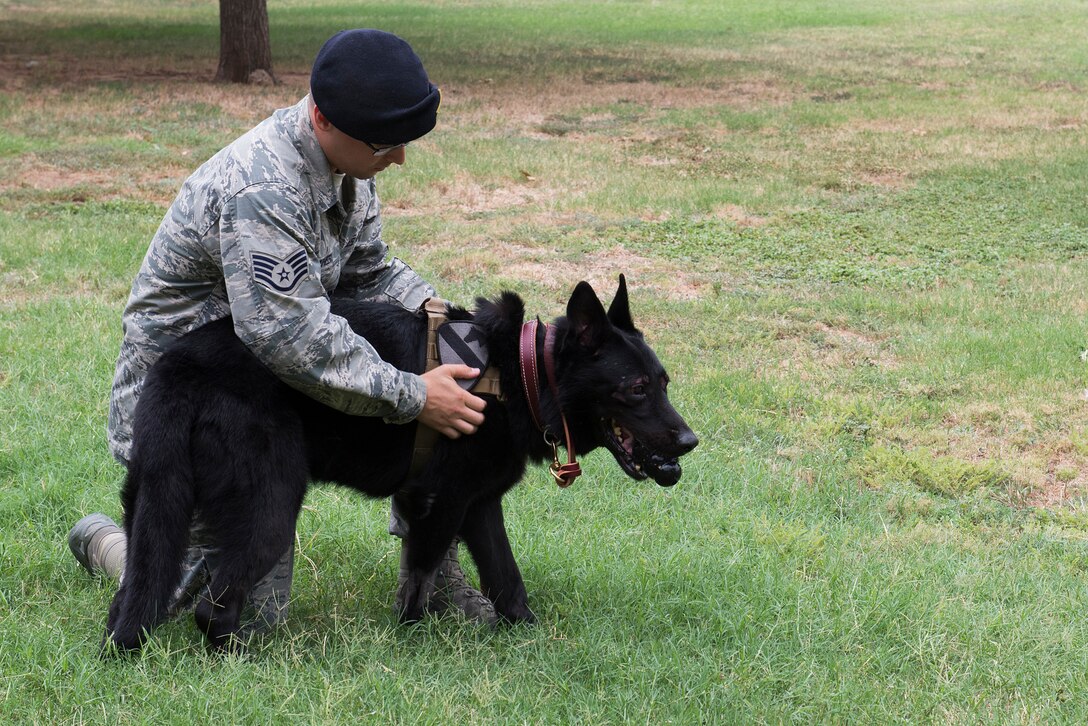 U.S. Air Force Staff Sgt. Tyler Jones, 325th Security Forces Squadron from Tyndall Air Force Base, Fla., plays with U.S. Air Force retired Military Working Dog Larry, after his retirement ceremony at Sheppard Air Force Base, Texas, Aug. 12, 2015. Larry conducted more than 150 outside-the-wire missions during his deployments overseas. Jones adopted Larry during the ceremony. (U.S. Air Force photo by Senior Airman Kyle Gese/Released)