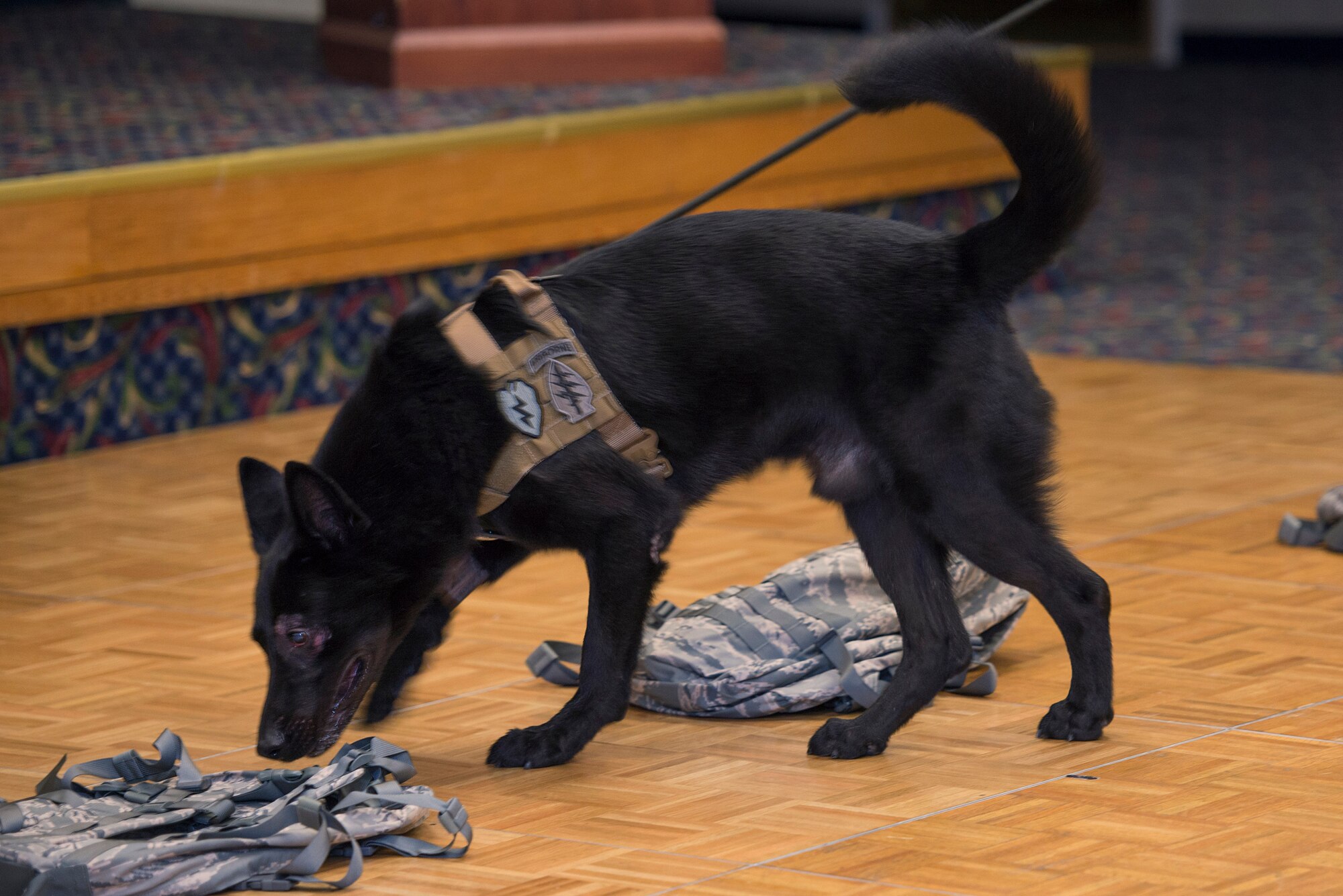 U.S. Air Force Military Working Dog Larry performs his final search as a MWD during his retirement ceremony at Sheppard Air Force Base, Texas, Aug. 12, 2015. Larry served four deployments, detecting numerous Improvised Explosive Devices, ensuring the safety of nearly 75,000 U.S. and NATO Forces in support of Operation Enduring Freedom. (U.S. Air Force photo by Senior Airman Kyle Gese/Released)