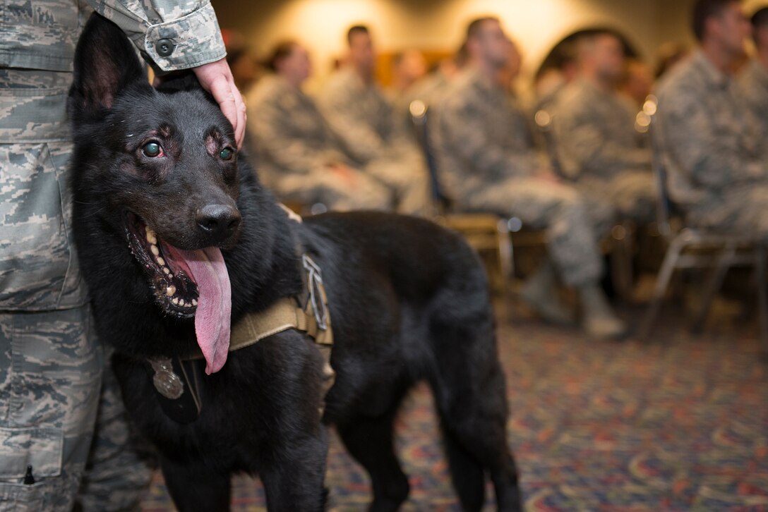 U.S. Air Force Military Working Dog Larry waits to make his appearance on stage during his retirement ceremony at Sheppard Air Force Base, Texas, Aug. 12, 2015. Larry served overseas for four deployments, one to Manas, Kyrgyzstan, and three to Afghanistan and assisted in providing security for the President and Vice President of the United States for ten missions. (U.S. Air Force photo by Senior Airman Kyle Gese/Released)