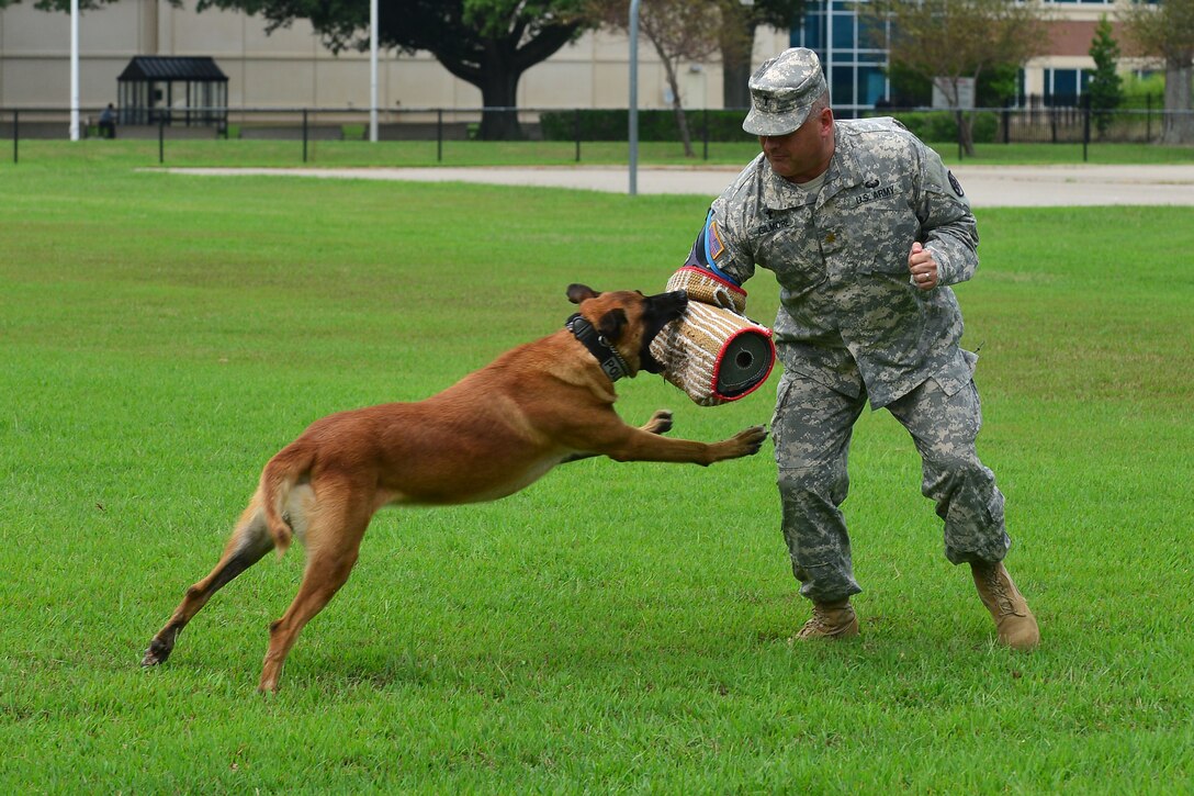 Chaplain Maj. Bret Gilmore, 733rd Mission Support Group Regimental Memorial Chapel resource manager, gets tackled by Uunion, a 3rd Military Police detachment military working dog, during a demonstration at the back-to-school block party at Fort Eustis, Va., Aug. 11, 2015. The MWD handler exhibited several commands with Uunion, and answered questions throughout the demonstration to educate students and parents about safety within the community. (U.S. Air Force photo by Staff Sgt. Natasha Stannard/Released)