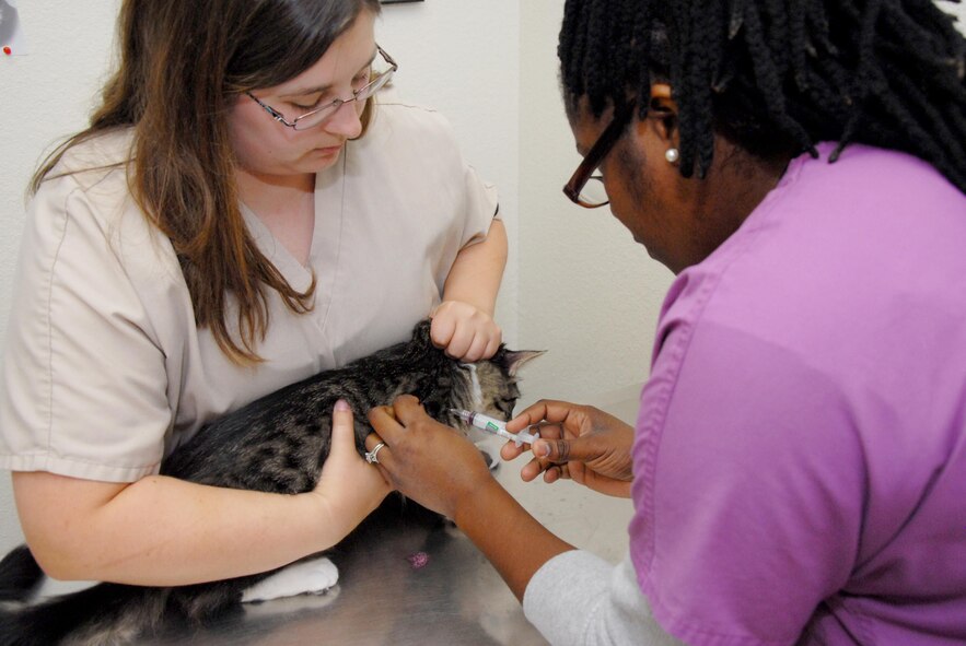 Dr. Natasha Idom Allen, 17th Medical Operations Squadron veterinarian, vaccinates a cat at the veterinarian clinic on Goodfellow Air Force Base, Texas, Aug. 5, 2015. The Goodfellow veterinarian clinic offers a variety of services, which include blood work, heartworm tests and more. (U.S. Air Force photo by Senior Airman Joshua Edwards/ Released)