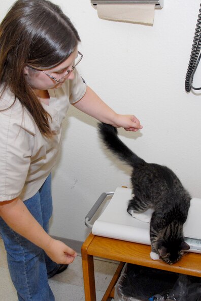 Blayre Y. Meligan, 17th Medical Operations Squadron veterinarian technician, weighs a cat at the veterinarian clinic on Goodfellow Air Force Base, Texas, Aug. 5, 2015. The cat’s visit included a feline leukemia vaccine and an AIDS test. (U.S. Air Force photo by Senior Airman Joshua Edwards/ Released)