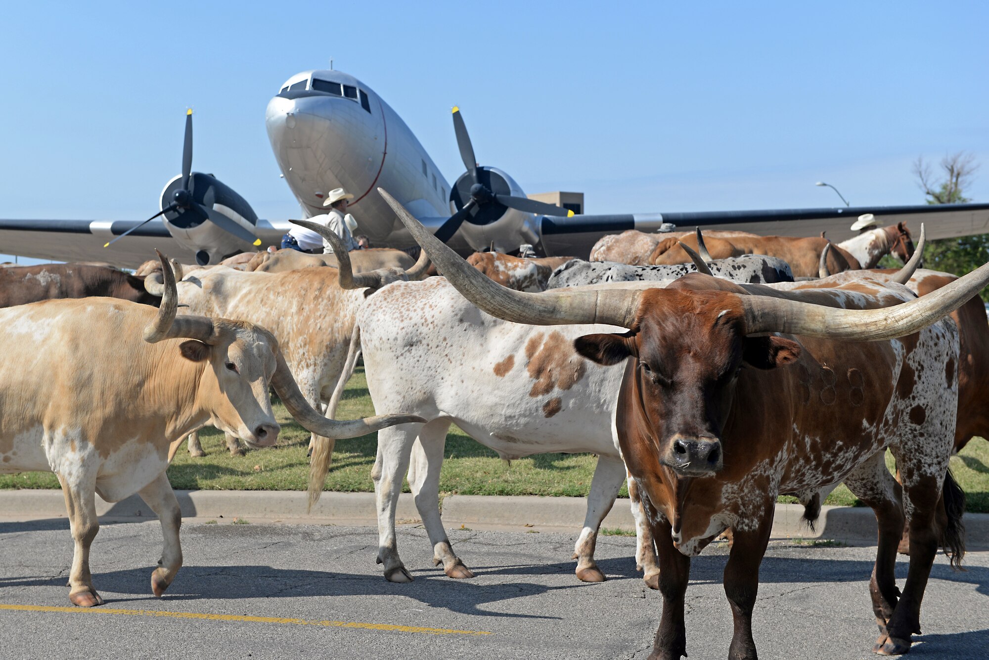 ALTUS AIR FORCE BASE, Okla. – A herd of longhorn cattle are driven past a static display of a U.S. Air Force C-47 Skytrain during the 17th Annual Cattle Drive on Altus AFB Aug. 20, 2015. Approximately 30 longhorn cattle were herded throughout the base on route to the 38th Annual Professional Rodeo Cowboys Association Great Plains Stampede Rodeo in Altus. (U.S. Air Force photo by Senior Airman Dillon Davis/Released)