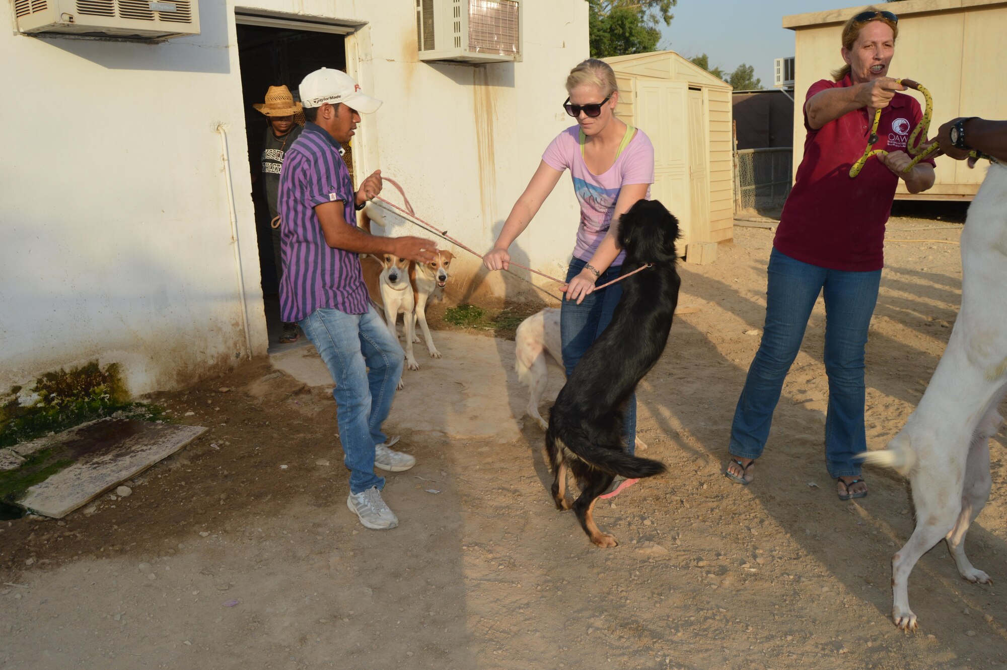 Staff Sgt.  Jacqueline Bongard, 379 Expeditionary Contracting Squadron, works with the Qatar Animal Welfare Society staff to prepare the dogs for a daily walk August 15, 2015 Ar-Rayyan, Qatar. Volunteers come out to share the workload and provide friendly interaction for the rescued K-9’s while keeping them active and healthy. (U.S. Air Force photo by Senior Airman Alexandria Bandin/Released)