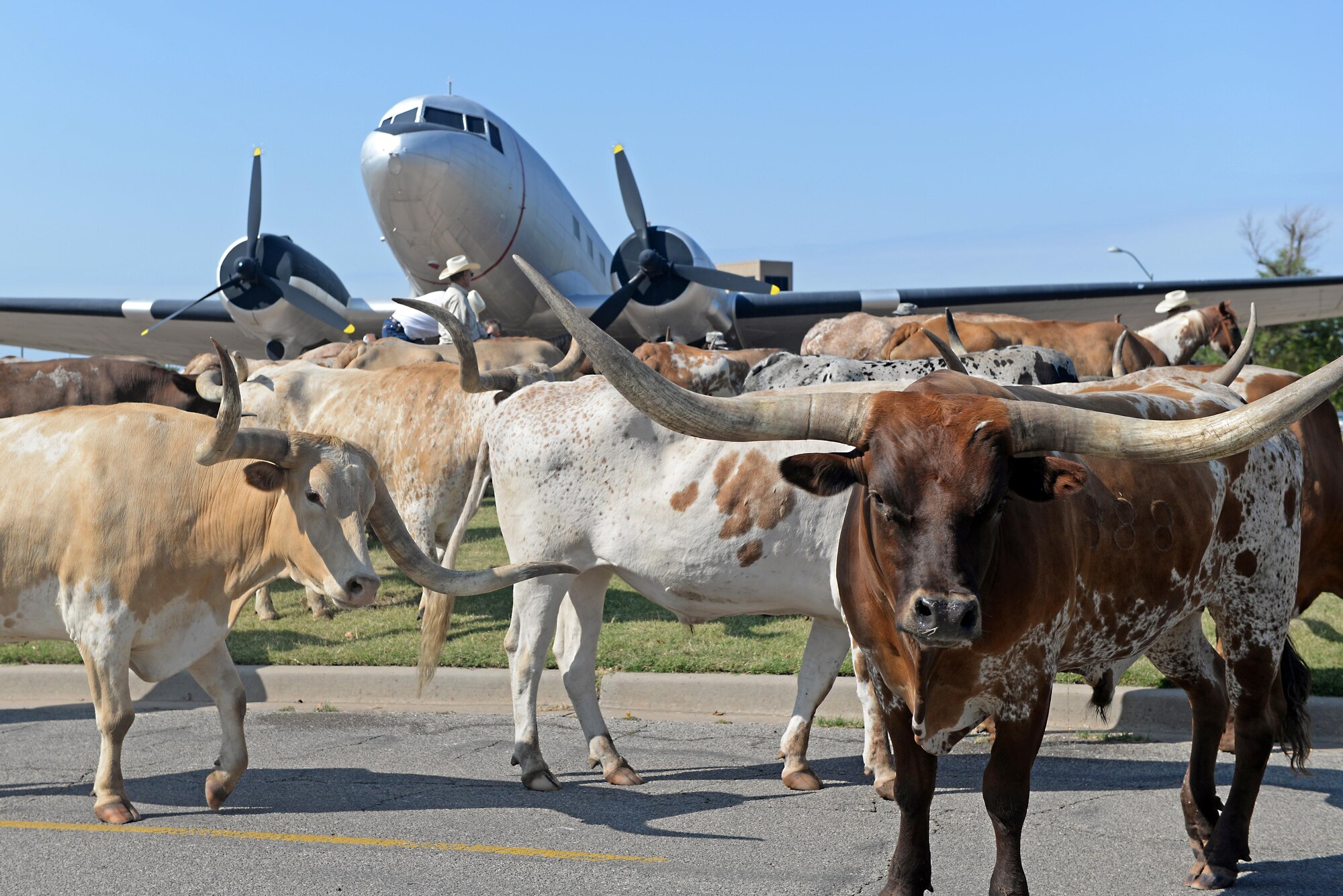 A herd of longhorn cattle are driven past a static display of a U.S. Air Force C-47 Skytrain during the 17th Annual Cattle Drive on Altus Air Force Base, Aug. 20, 2015. Approximately 30 longhorn cattle were herded throughout the base on route to the 38th Annual Professional Rodeo Cowboys Association Great Plains Stampede Rodeo in Altus. (U.S. Air Force photo by Senior Airman Dillon Davis)