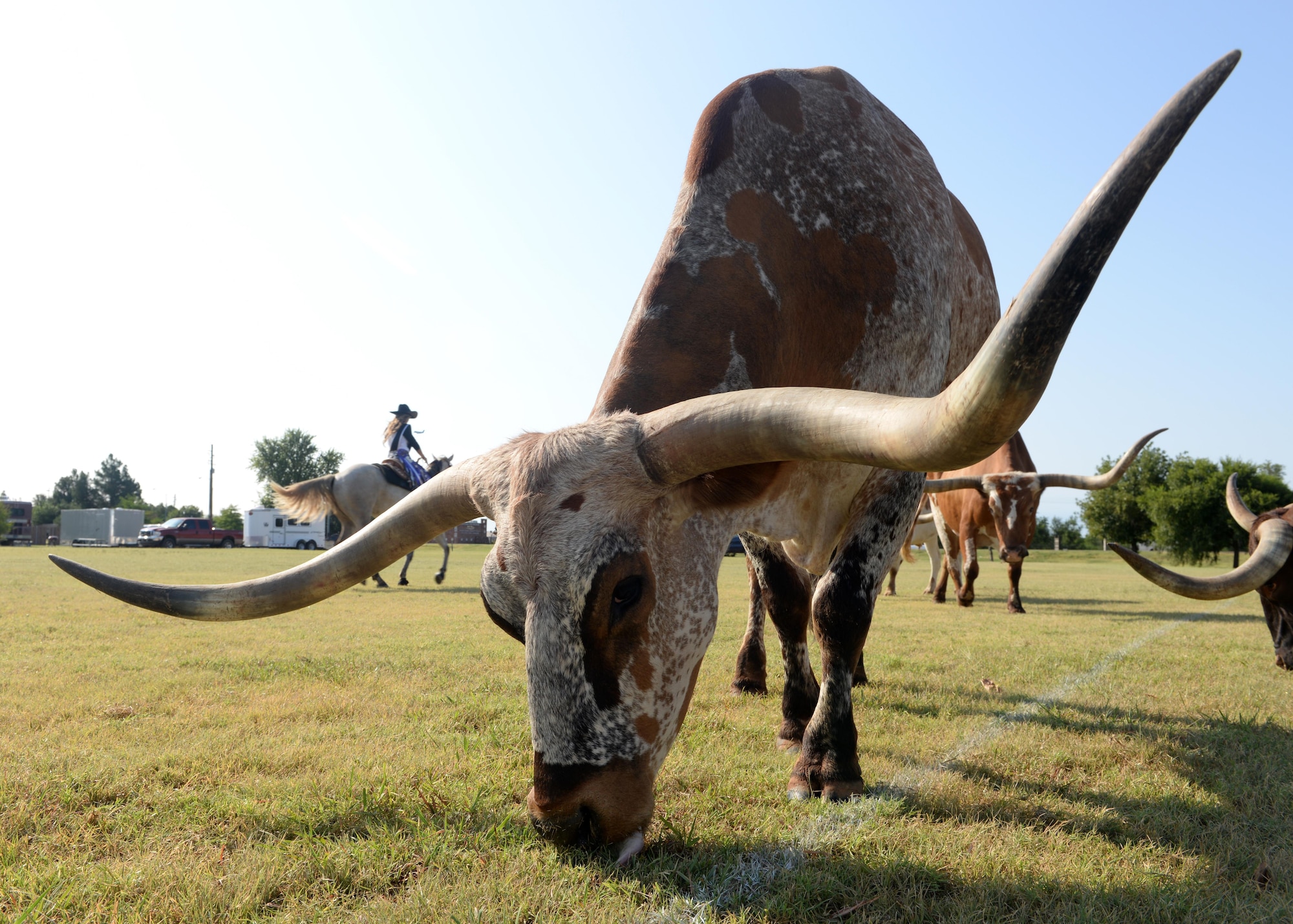 A herd of longhorn cattle graze at the Altus Air Force Base, Oklahoma, softball field in preparation for the annual Altus AFB cattle drive, Aug. 20, 2015. The cattle drive kicked off the 38th-Annual Great Plains Stampede Rodeo. (U.S. Air Force photo by Airman 1st Class Megan E. Acs) 