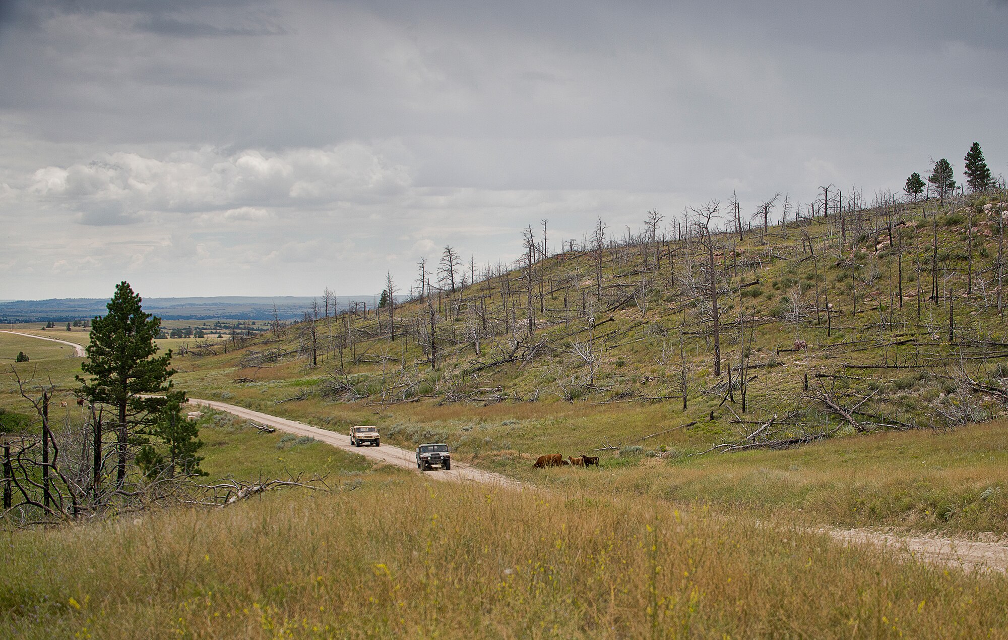Humvees carrying 919th Special Operations Security Forces Squadron Airmen roll past cattle during the squadron’s annual training at Camp Guernsey, Wyo., Aug. 4.  More than 20 Airmen went out West to help train two other Reserve security forces squadrons in ground combat and field training.  The 919th SOSFS Airmen lived in the makeshift camps and acted as opposing forces and local villagers interacting with the occupying security teams. (U.S. Air Force photo/Tech. Sgt. Sam King)