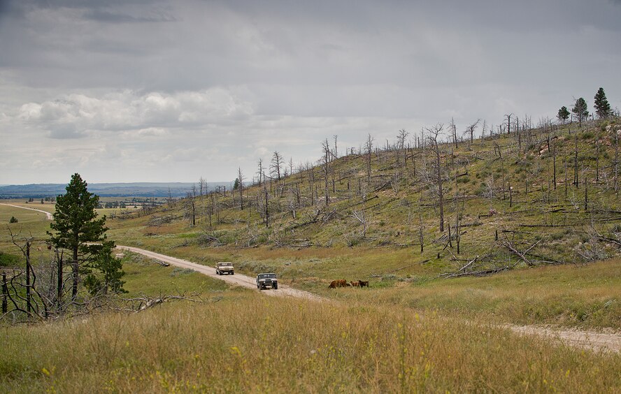 Humvees carrying 919th Special Operations Security Forces Squadron Airmen roll past cattle during the squadron’s annual training at Camp Guernsey, Wyo., Aug. 4.  More than 20 Airmen went out West to help train two other Reserve security forces squadrons in ground combat and field training.  The 919th SOSFS Airmen lived in the makeshift camps and acted as opposing forces and local villagers interacting with the occupying security teams. (U.S. Air Force photo/Tech. Sgt. Sam King)