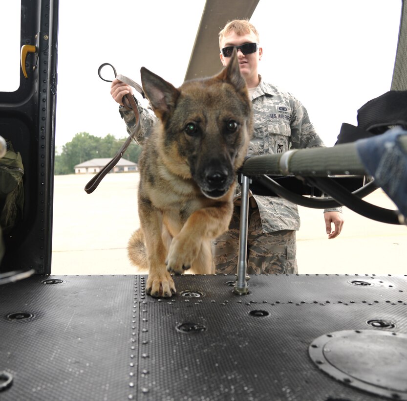 X, a military working dog, jumps into a UH-1N Twin Huey helicopter on the flightline on Joint Base Andrews, Aug. 19, 2015. The 11th Security Support Squadron trains their working dogs around helicopters to acclimate them to the noise and vibration. (U.S. Air Force photo/ Airman 1st Class J.D. Maidens)