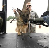 X, a military working dog, jumps into a UH-1N Twin Huey helicopter on the flightline on Joint Base Andrews, Aug. 19, 2015. The 11th Security Support Squadron trains their working dogs around helicopters to acclimate them to the noise and vibration. (U.S. Air Force photo/ Airman 1st Class J.D. Maidens)