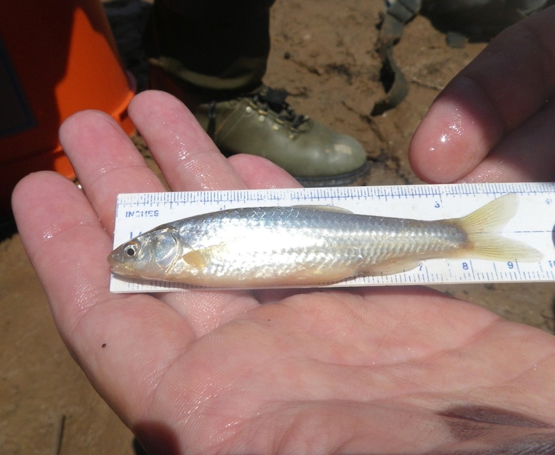 ALBUQUERQUE, N.M. – Silvery minnow are measured before being released back into the Rio Grande, Aug. 25, 2015.  District biologists are monitoring habitat restoration sites to learn more about the endangered silvery minnow population.  This minnow is over 3 inches, which indicates it is over a year old. Minnows produced this year average 30-35 millimeters or about 1.5 inches in length. 