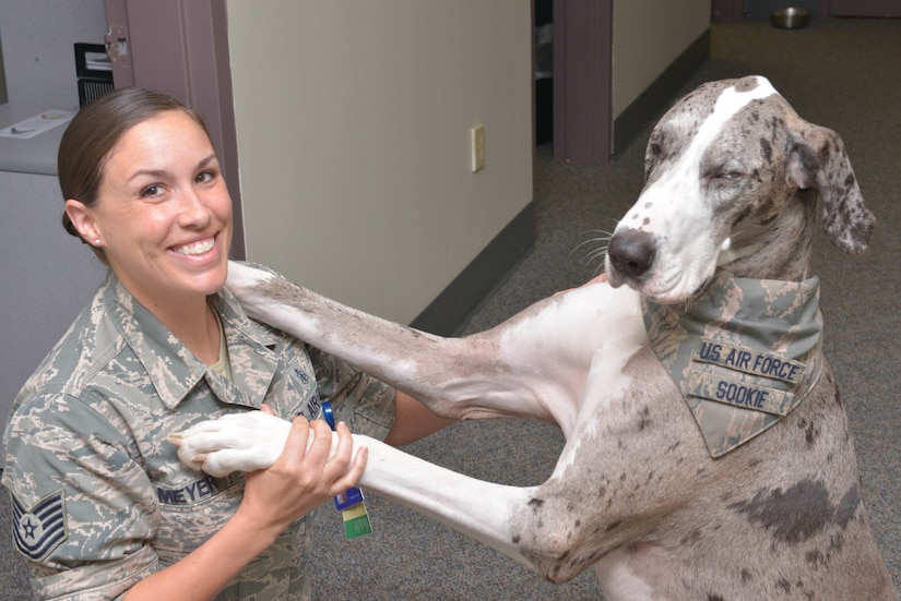 Tech. Sgt. Jessica Meyer, 628th Medical Group Mental Health clinic flight chief, pets Sookie, the Mental Health animal assisted activity dog, Aug. 25, 2015 at Joint Base Charleston - Air Base, S.C. Sookie’s job is to help people feel more comfortable and relaxed when trying to talk about rough subjects as well as boost morale around base. (U.S. Air Force photo/Airman 1st Class Thomas T. Charlton)