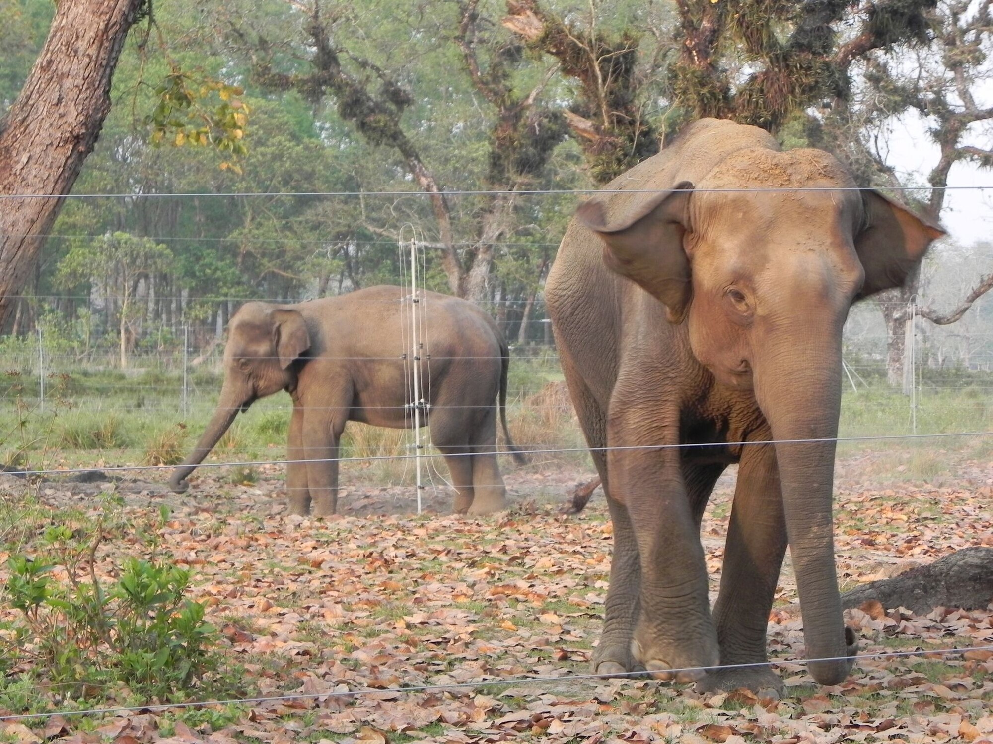 ‘Chain free means pain,’ free is the motto of Elephant Aid International where traditional shackles have been replaced by more humanitarian corrals giving the elephants room to roam.  The groundbreaking change in how working elephants are housed has produced several positive results leading to more corrals being built around the world.  (photo courtesy of Elephant Aid International)