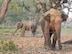 ‘Chain free means pain,’ free is the motto of Elephant Aid International where traditional shackles have been replaced by more humanitarian corrals giving the elephants room to roam.  The groundbreaking change in how working elephants are housed has produced several positive results leading to more corrals being built around the world.  (photo courtesy of Elephant Aid International)