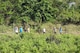 Volunteers remove thick jungle brush to erect the walls of an elephant corral in Chitwan National Park, Nepal.  U.S. Air Force Tech. Sgt. Scott Bettencourt worked 11 hour days for two weeks to ensure the elephants would have a finished corral prior to leaving rural Nepal back home to his duty station at Offutt Air Force Base, Nebraska.  (Elephant Aid International photo by Murray Munro)