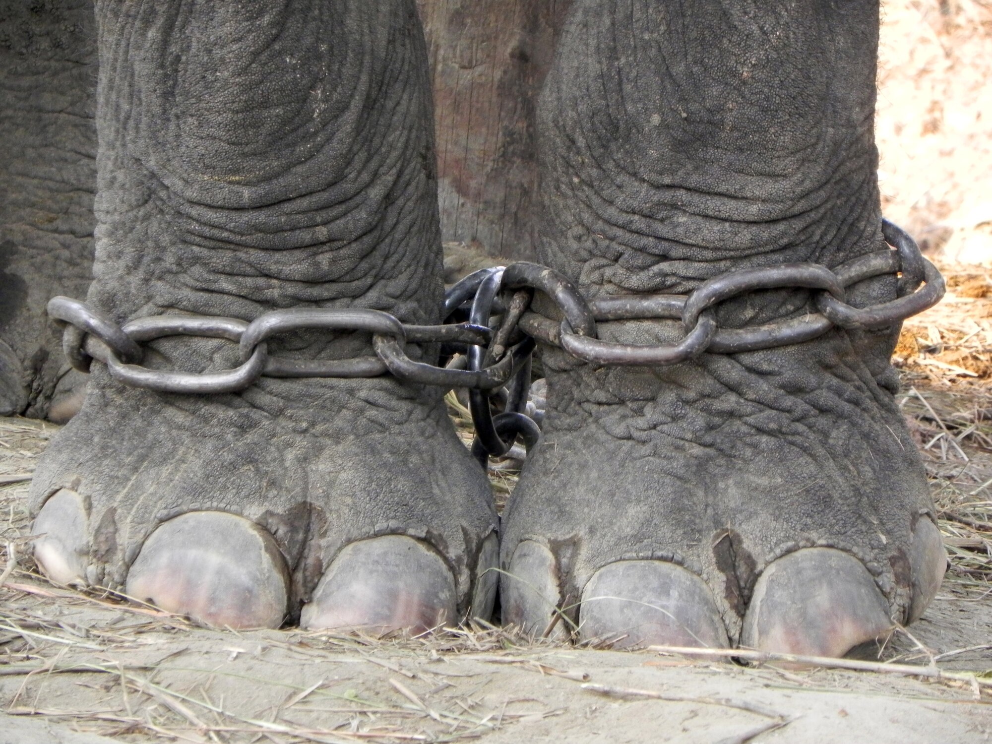 Mahout handler shackling technique used to keep the working elephants from moving in their down time. The lack of mobility results in the elephant standing long hours often in their own waste causing foot infections and diseases.  (photo courtesy of Elephant Aid International)