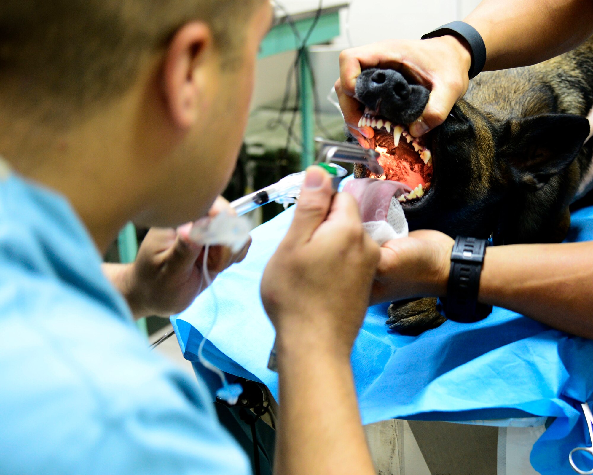 .S. Army Specialist Nathan Creel, 463rd Military Detachment Veterinary Service animal technician, intubates FFrida, 386th Expeditionary Security Forces Squadron Military Working Dog, during a dental cleaning at an undisclosed location in Southwest Asia Aug. 27, 2015. Even in a deployed environment, it is important for MWDs to receive routine dental care to prevent health issues. (U.S. Air Force photo by Senior Airman Racheal E. Watson/Released)
