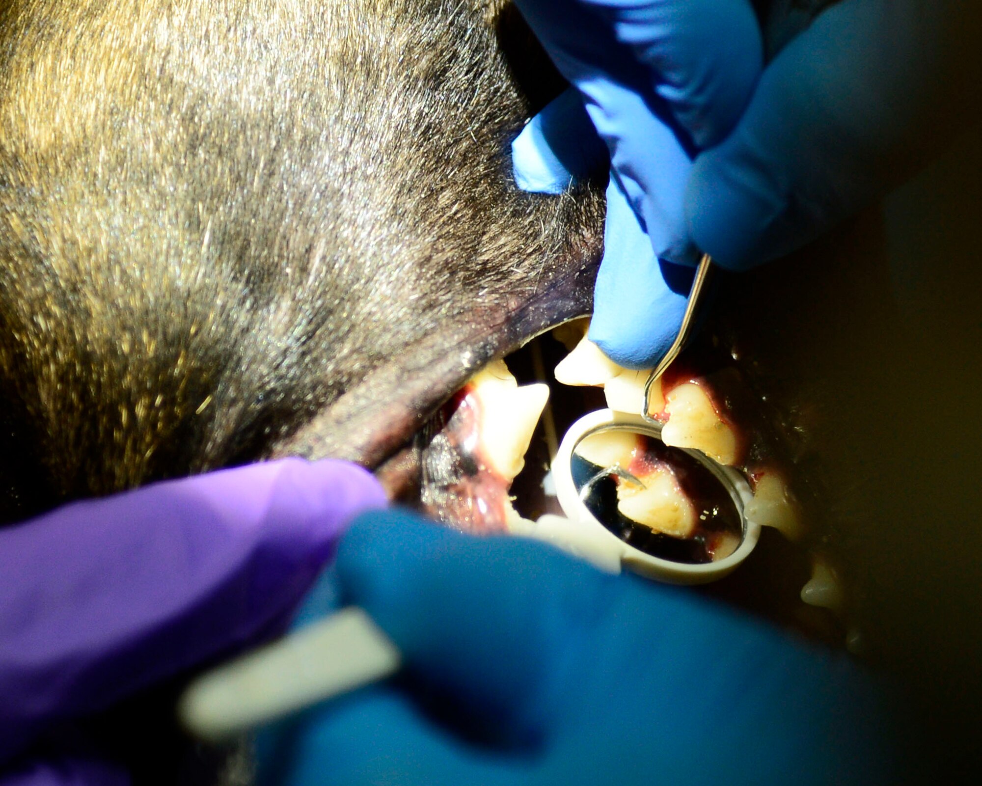 Members from the 386th Expeditionary Medical Support Squadron and the 463rd Military Detachment Veterinary Service scrape plaque off, 386th Expeditionary Security Forces Squadron Military Working Dog, FFrida’s teeth during a dental cleaning at an undisclosed location in Southwest Asia Aug. 27, 2015. MWDs receive routine medical care to aid their human military partners during Operation Inherent Resolve. (U.S. Air Force photo by Senior Airman Racheal E. Watson/Released)