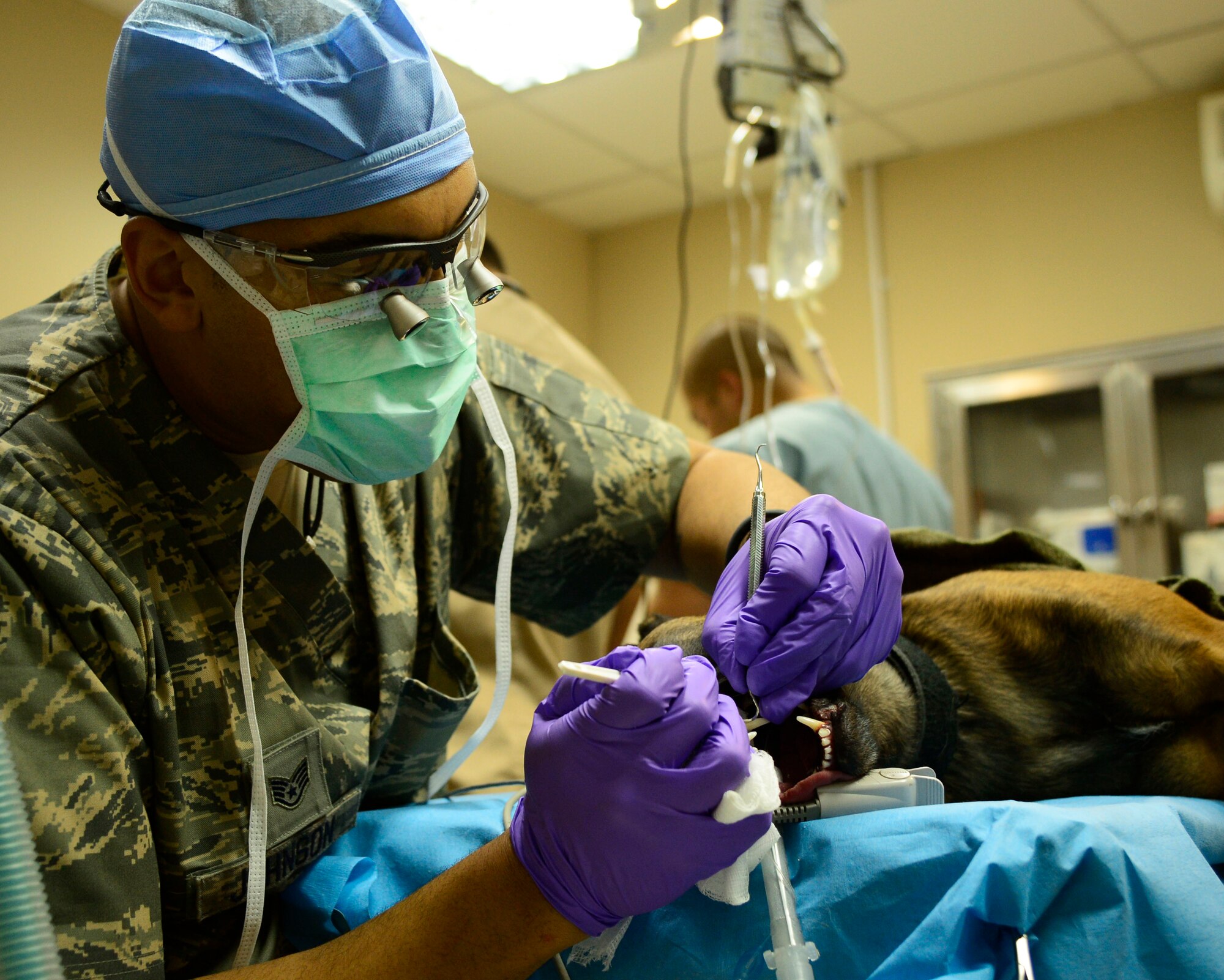 U.S. Air Force Staff Sgt. Gregory Johnson, 386th Expeditionary Medical Support Squadron, removes plaque from 386th Expeditionary Security Forces Squadron Military Working Dog, FFrida’s teeth during a dental cleaning at an undisclosed location in Southwest Asia Aug. 27, 2015. MWDs receive routine medical care to aid their human military partners in the fight against the Islamic State or ISIL. (U.S. Air Force photo by Senior Airman Racheal E. Watson/Released)