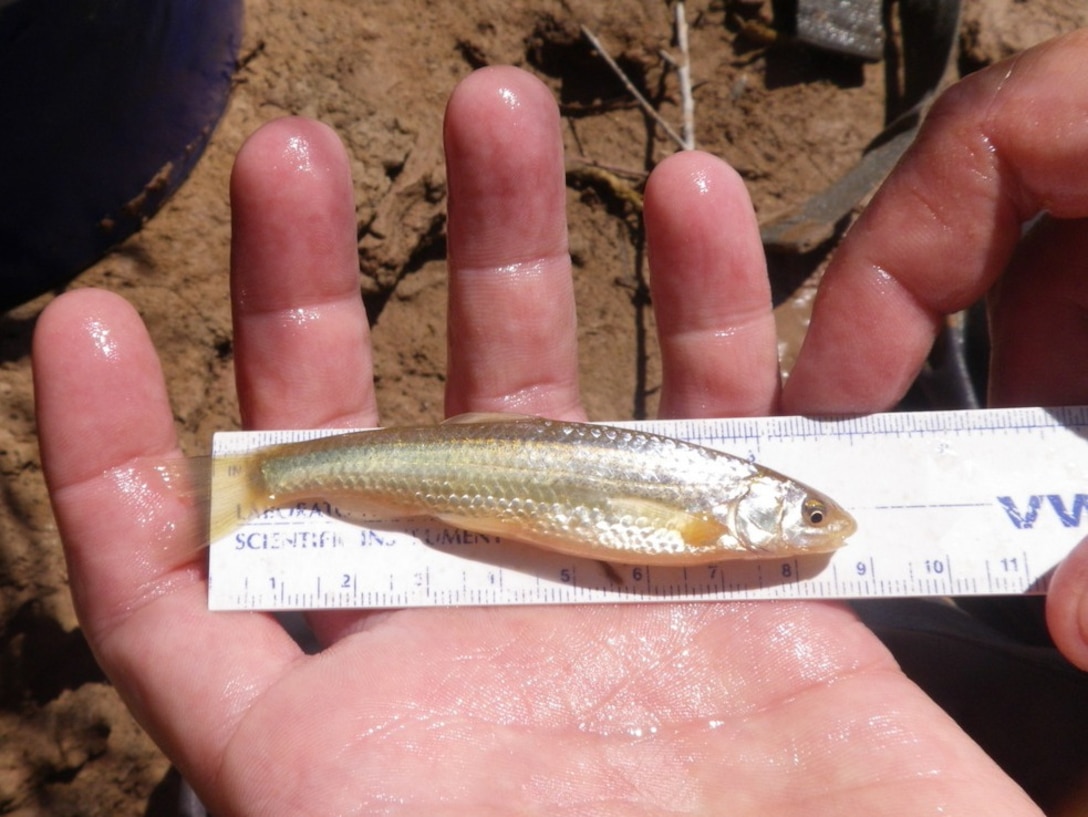 ALBUQUERQUE, N.M. – Silvery minnow are measured before being released back into the Rio Grande, Aug. 25, 2015.  District biologists are monitoring habitat restoration sites to learn more about the endangered silvery minnow population.  This minnow is over 3 inches, which indicates it is over a year old. Minnows produced this year average 30-35 millimeters or about 1.5 inches in length. 