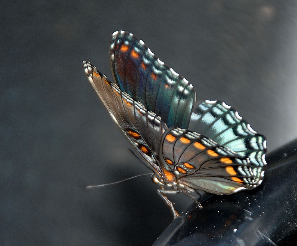 A Red Spotted Purple butterfly rests before continuing its search of sweet nectar.