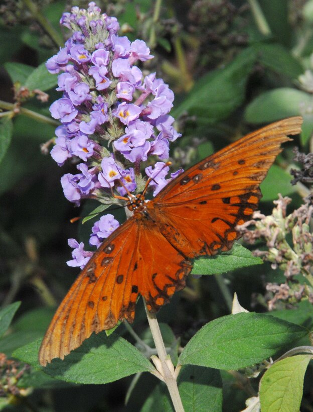 A Gulf Fritillary, otherwise known as the Passion Butterfly, helps pollinate a flower in Marine Corps Logistics Base Albany’s Nature Center garden by carring pollen from plant to plant,  recently. The pollen helps fruits, vegetables and flowers to produce new seeds. The Gulf Fritillary is one of the most common butterflies on the installation.