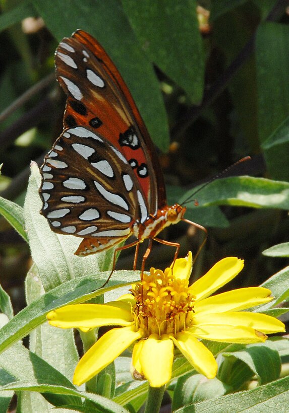 A Gulf Fritillary, otherwise known as the Passion Butterfly, helps pollinate a flower in Marine Corps Logistics Base Albany’s Nature Center garden by carring pollen from plant to plant,  recently. The pollen helps fruits, vegetables and flowers to produce new seeds. The Gulf Fritillary is one of the most common butterflies on the installation.