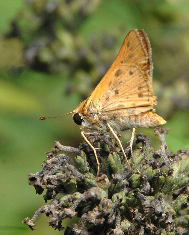 A Firey Skipper butterfly pollinates a flower in Marine Corps Logistics Base Albany’s Nature Center garden, recently. 