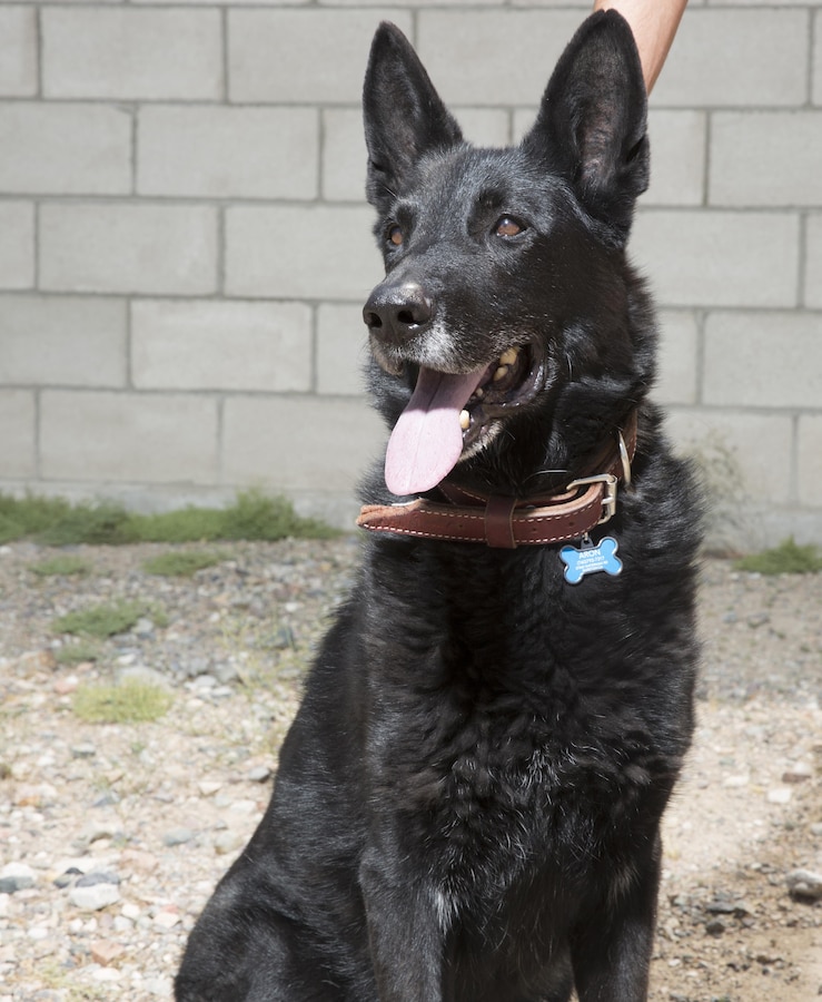 Sgt Aron, of Marine Corps Logistics Base Barstow's K-9 Corps, was thanked for his service during his retirement ceremony Aug. 20. Trained as a patrol explosive detector dog, Aron served at Marine Corps Base Camp Pendleton before his reassignment to MLCB Barstow in October 2014. He was adopted by Officer Jeffrey Minter of the base's Marine Corps Police Department.