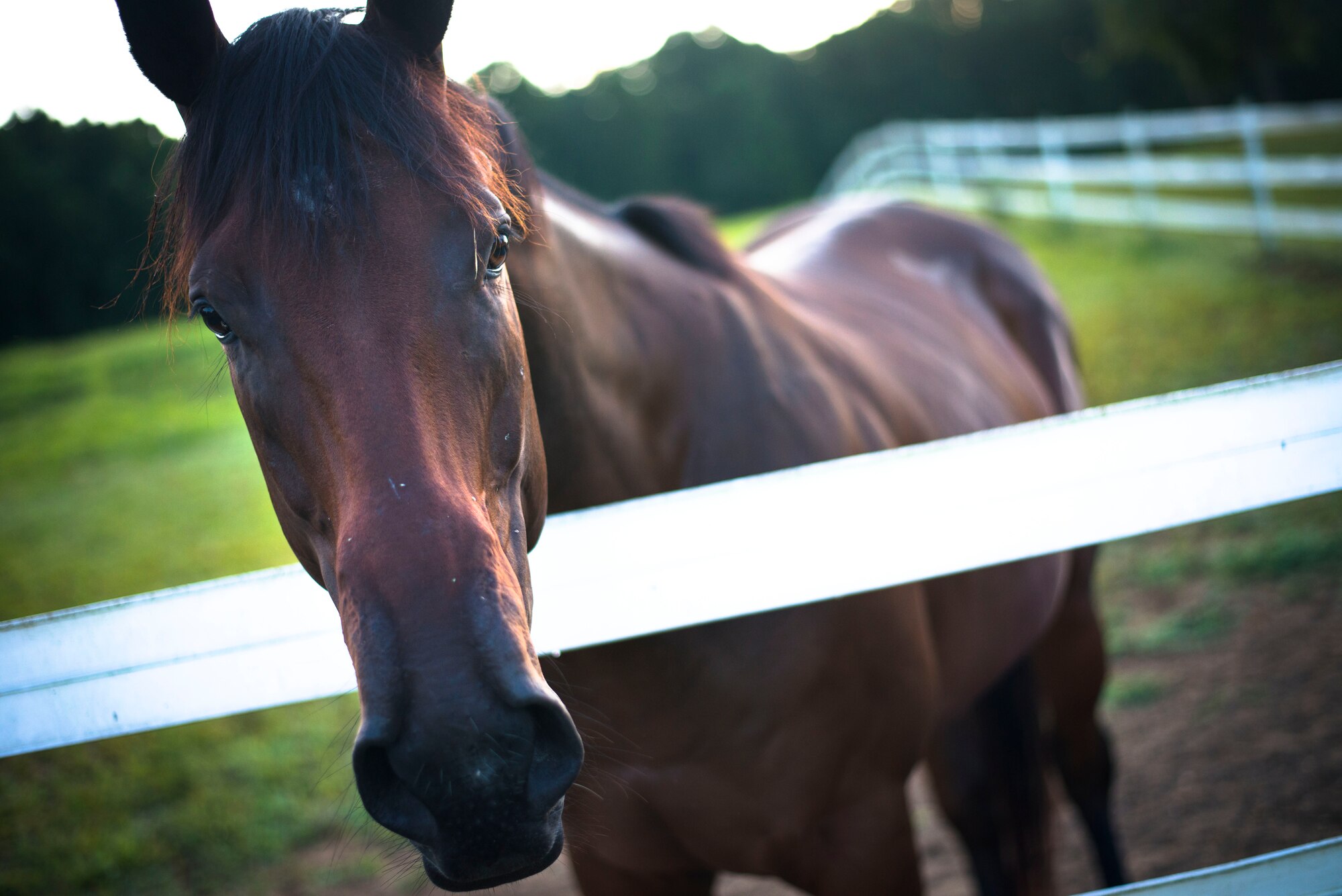 A horse waits to be fed after waking up on Leighton Farm, Upper Marlboro, Md., Aug. 21, 2015. The horse is one of several in addition to Capt. Lindsey Colburn's horse, Soon, that are boarded at the farm. (U.S. Air Force photo by Staff Sgt. Chad C. Strohmeyer)(Released)