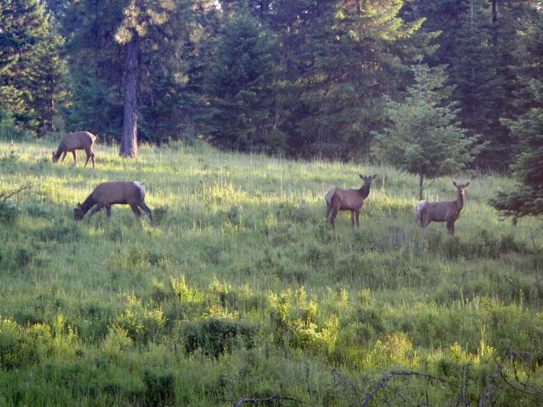 Elk browsing in a meadow managed by Dworshak Dam and Reservoir.