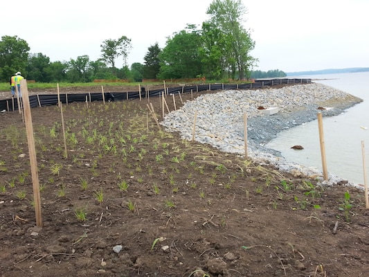 Wetland plantings and bank stabilization are part of phase one of the marina construction project.