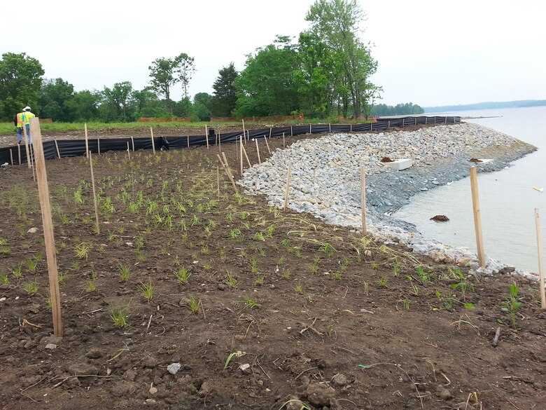 Wetland plantings and bank stabilization are part of phase one of the marina construction project.