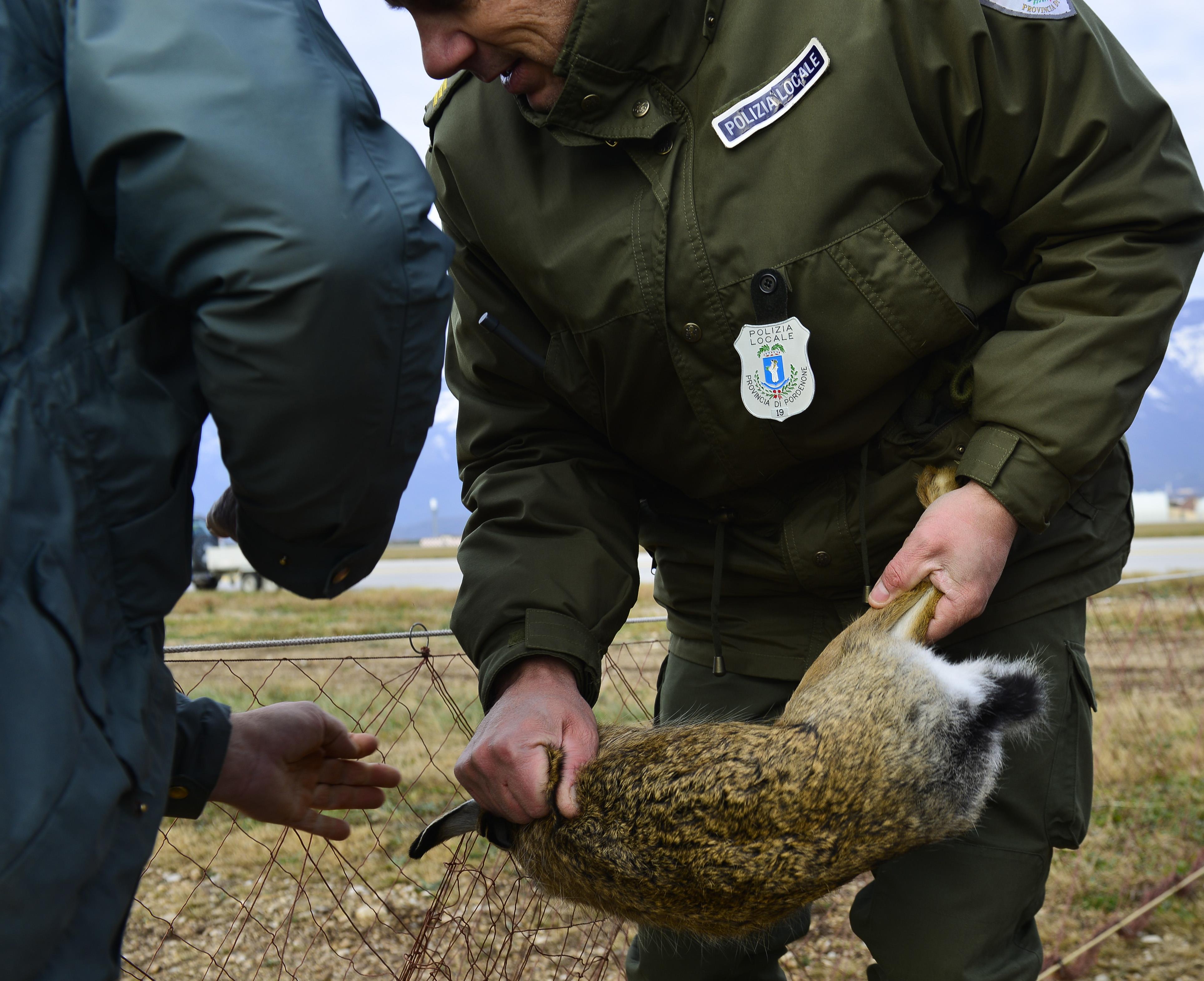 No bunny business: Roundup relocates rabbits to safety > Air Force ...