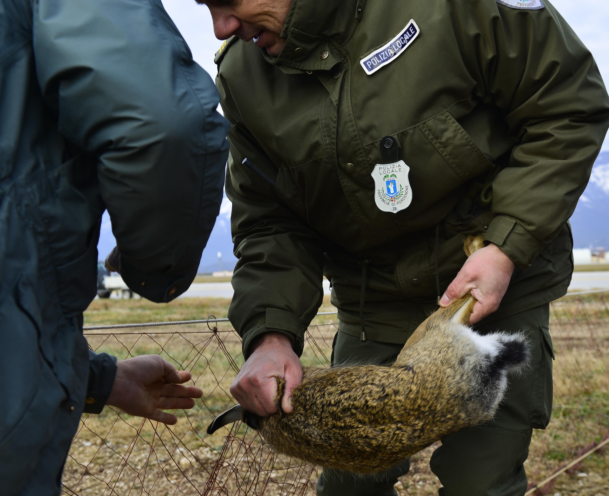 Two Italian Corpo Forestale members remove a rabbit from a net during a “Rabbit Roundup” event, Nov. 25, 2015, at Aviano Air Base, Italy. The Corpo Forestale personnel, who are similar to game wardens or wildlife protectors, and approximately 300 U.S. and Italian volunteers relocated 26 rabbits to a safe area off base. (U.S. Air Force photo by Airman 1st Class Cary Smith/Released)