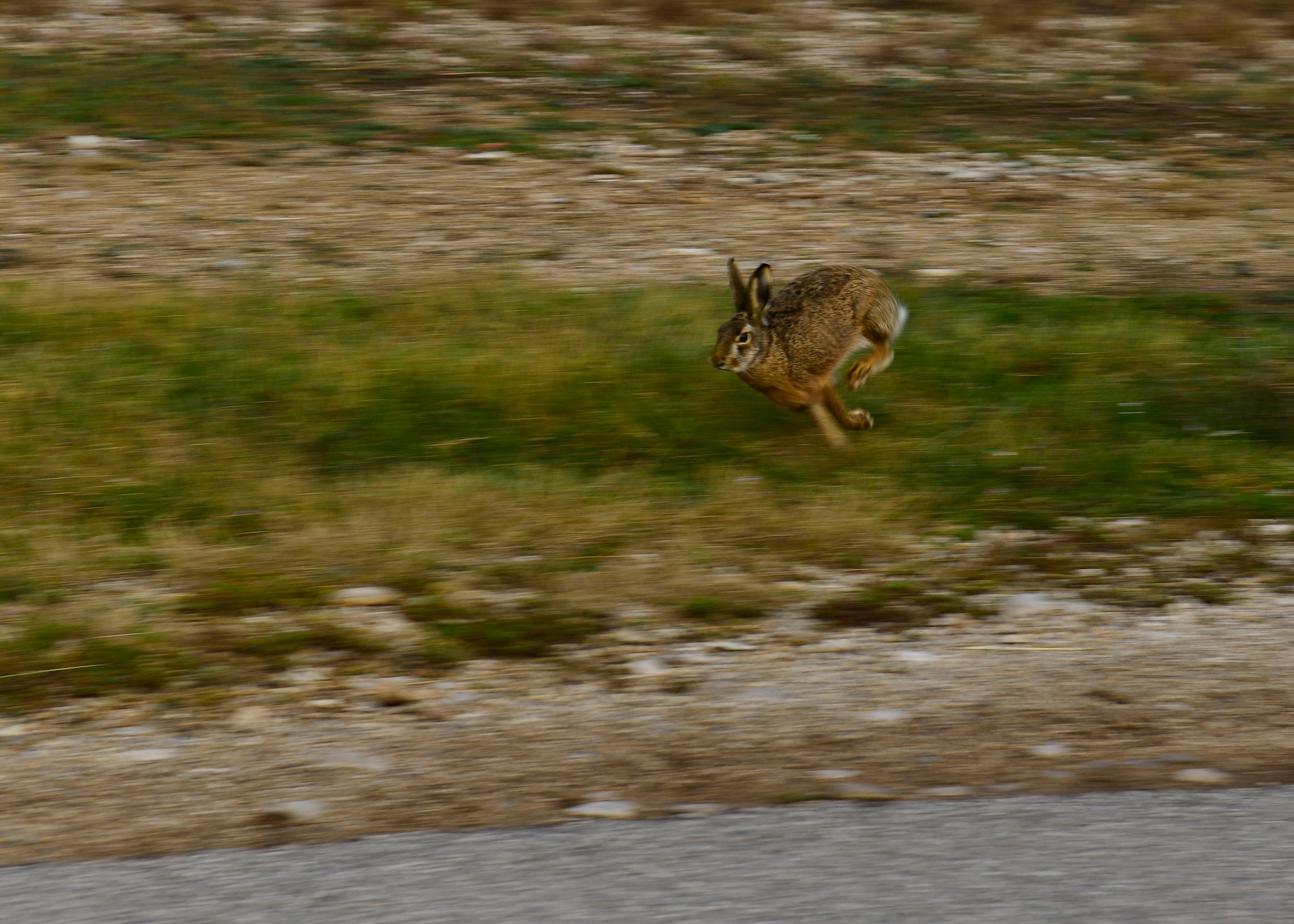 A rabbit darts away from a line of volunteers during a “Rabbit Roundup” event, Nov. 25, 2015, at Aviano Air Base, Italy. The rabbits populating the area around the flightline are both in danger of and pose a threat to departing and landing jets. (U.S. Air Force photo by Airman 1st Class Cary Smith/Released)